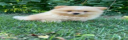 Mixed Breed dogs for sale: Charlie - Ad 7