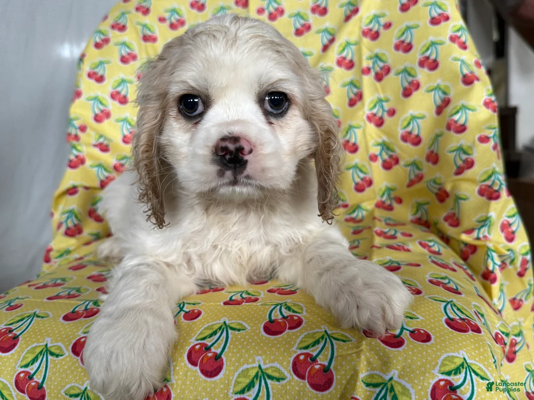 Cocker Spaniel dogs for sale: Finnley - Ad 1