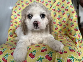 Cocker Spaniel dogs Finnley - Ad 7