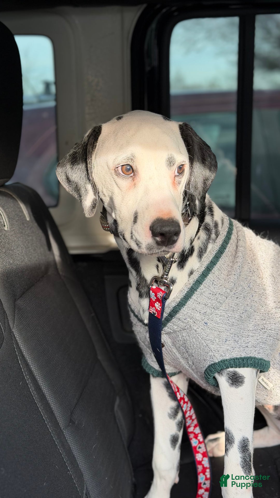 Dalmatian dogs for sale: Dalmatian Puppy 1 - Ad 8