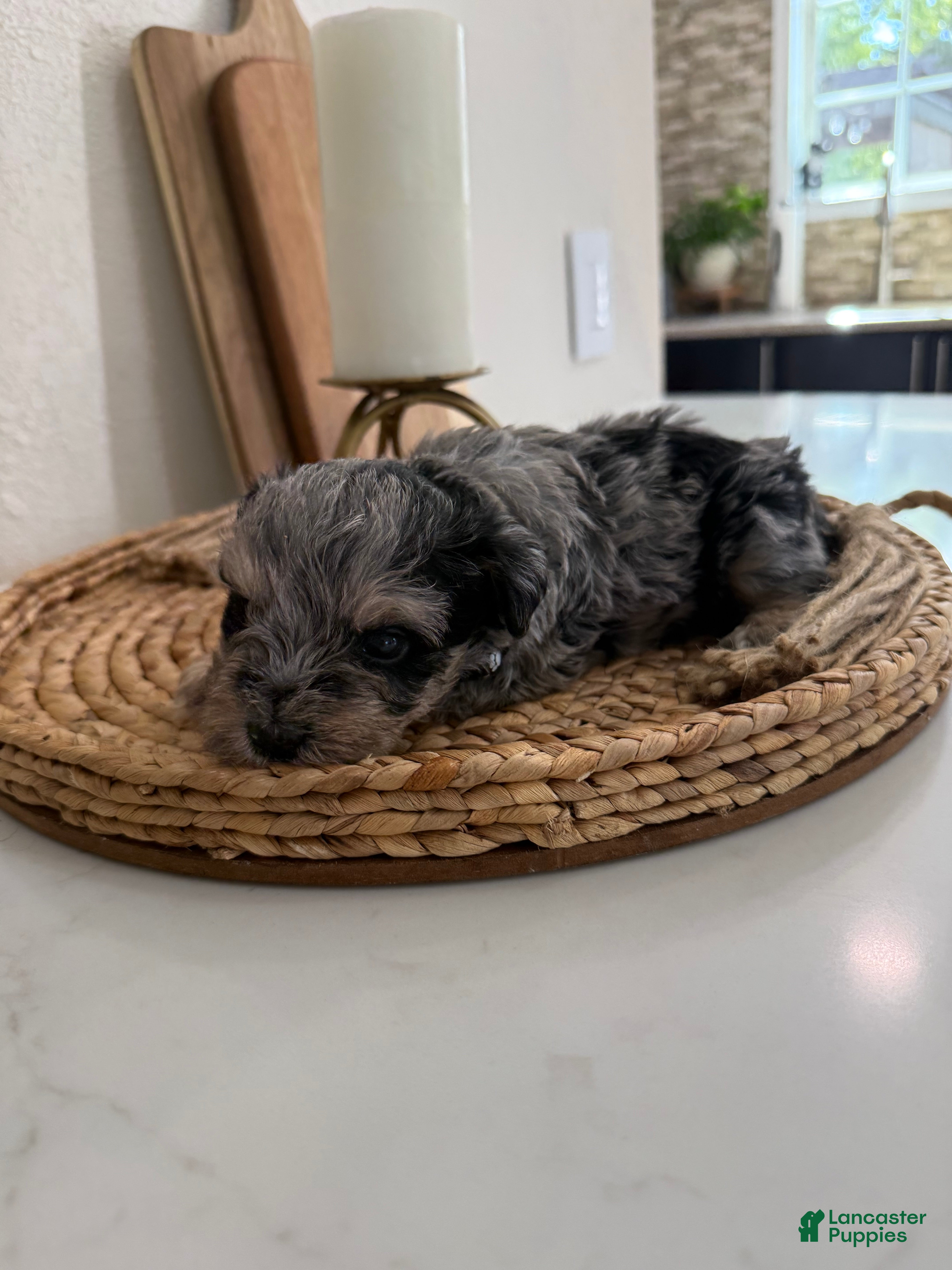 Miniature Schnauzer dogs Blackberry - Ad 25