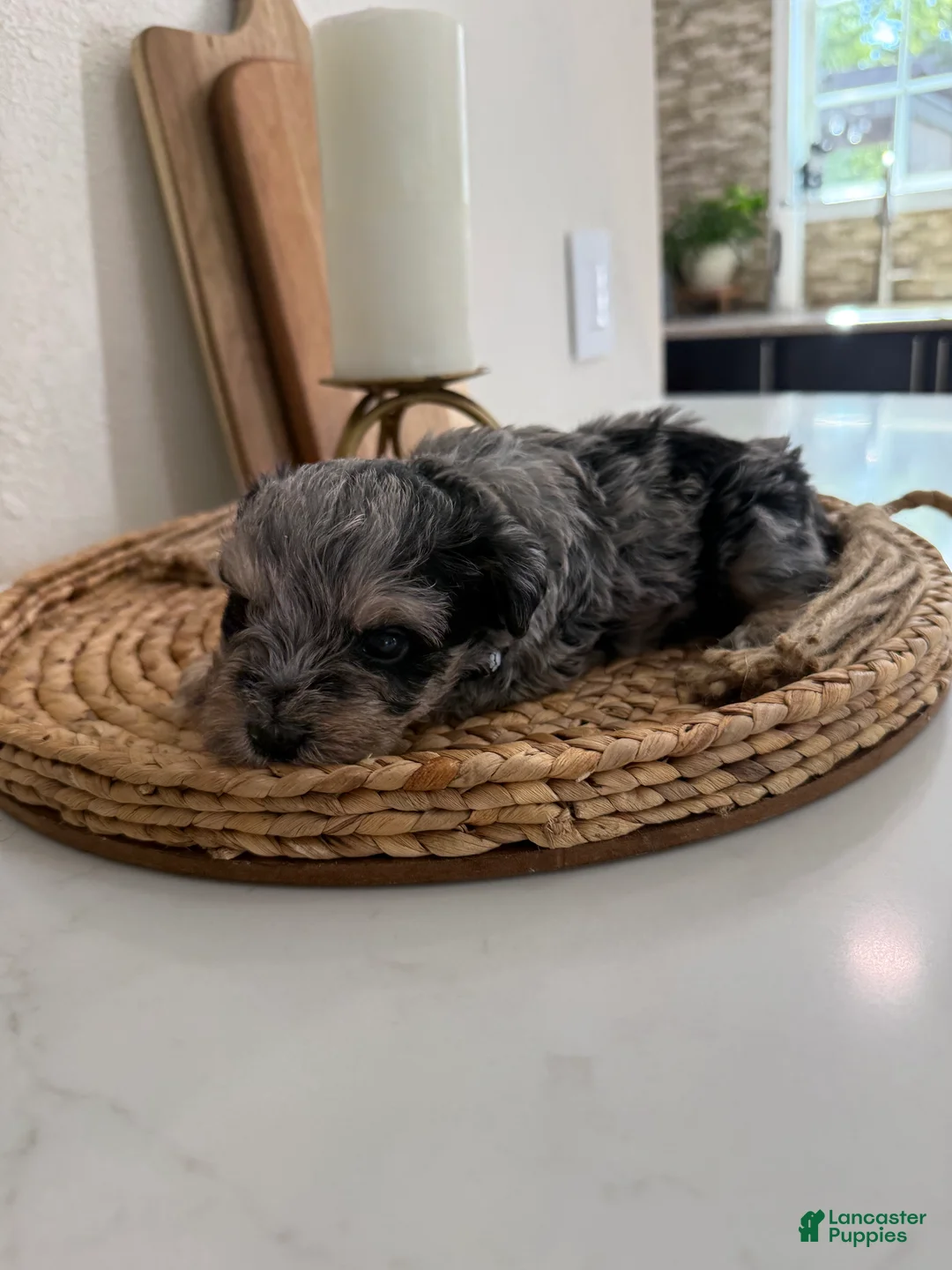Miniature Schnauzer dogs for sale: Blackberry - Ad 1