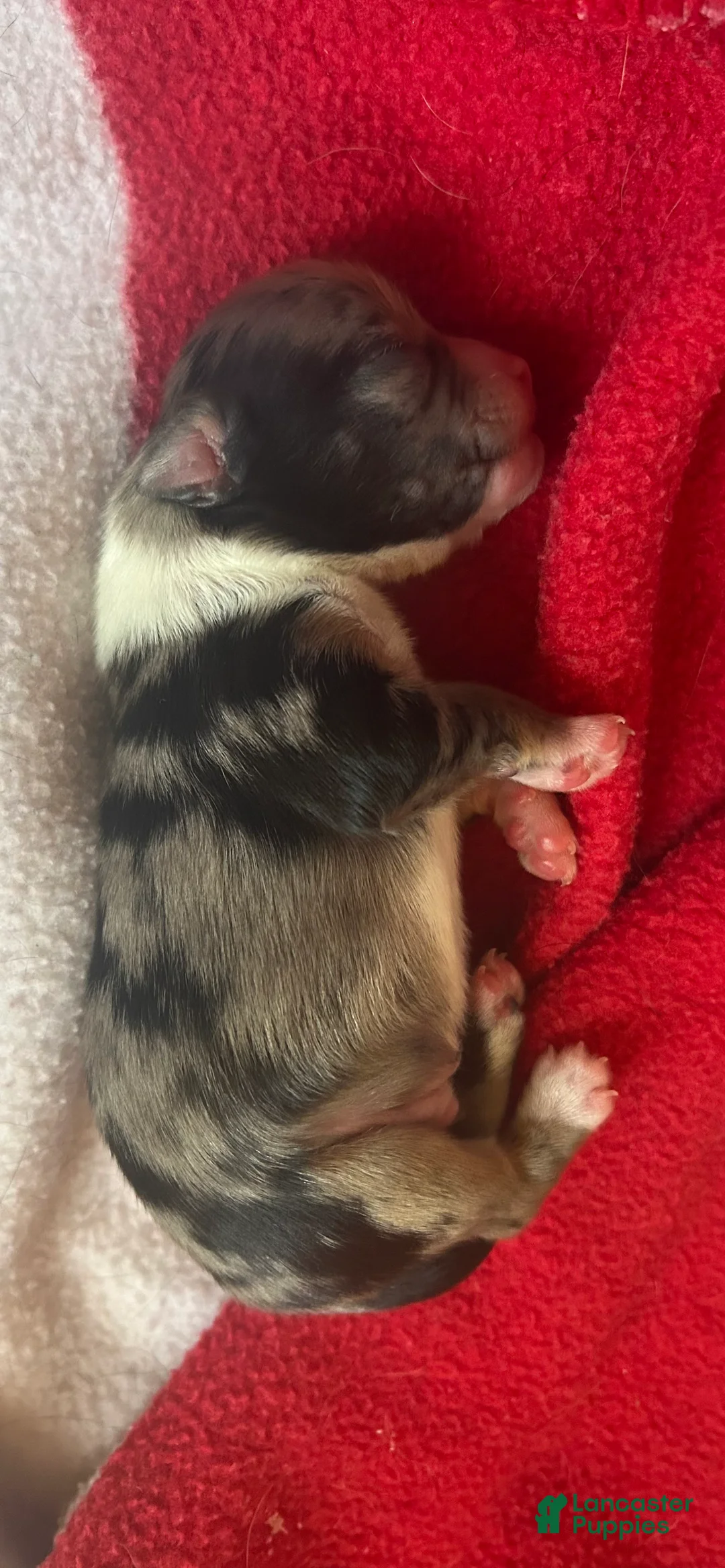 Chihuahua dogs for sale: Chihuahua Puppy 1 - Ad 1
