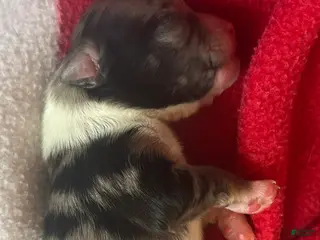 Chihuahua dogs Chihuahua Puppy 1 - Ad 33