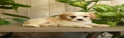 Cavachon dogs for sale: Maleah - Ad 3