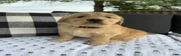 Golden Retriever dogs for sale: Victor - Ad 4