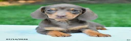 Miniature Dachshund dogs for sale: Daria - Ad 3