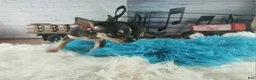 Chihuahua dogs for sale: Haleys blk and tan tiny boy. Hand Delivery  - Ad 8