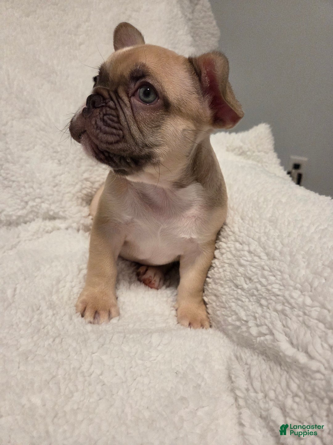 French Bulldog dogs for sale: French Bulldog Puppy 2 - Ad 3