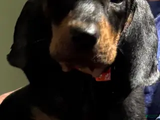 Black And Tan Coonhound dogs Boy 3 - Ad 20