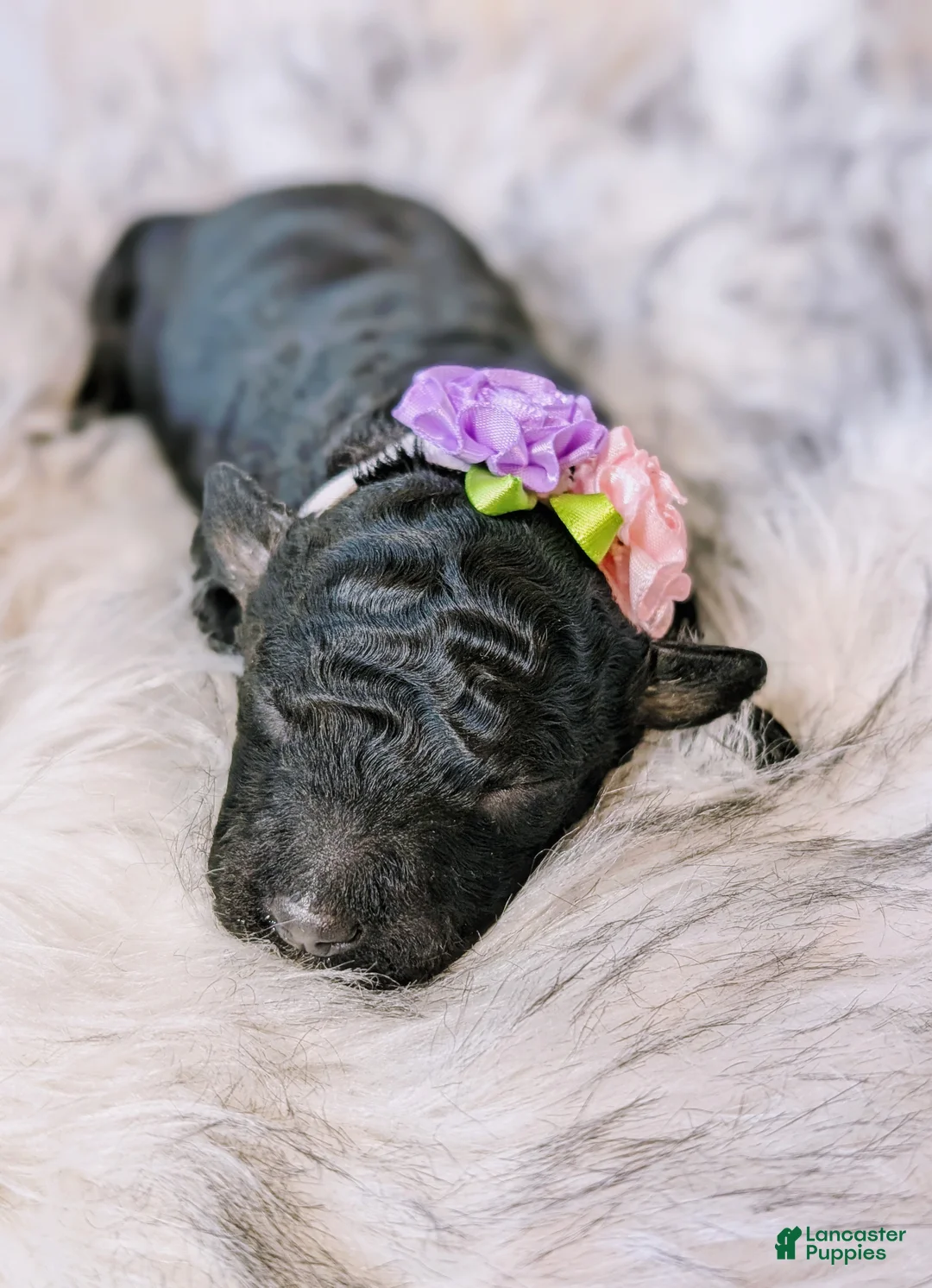 Mixed Breed dogs for sale: CHYNA  - Ad 1