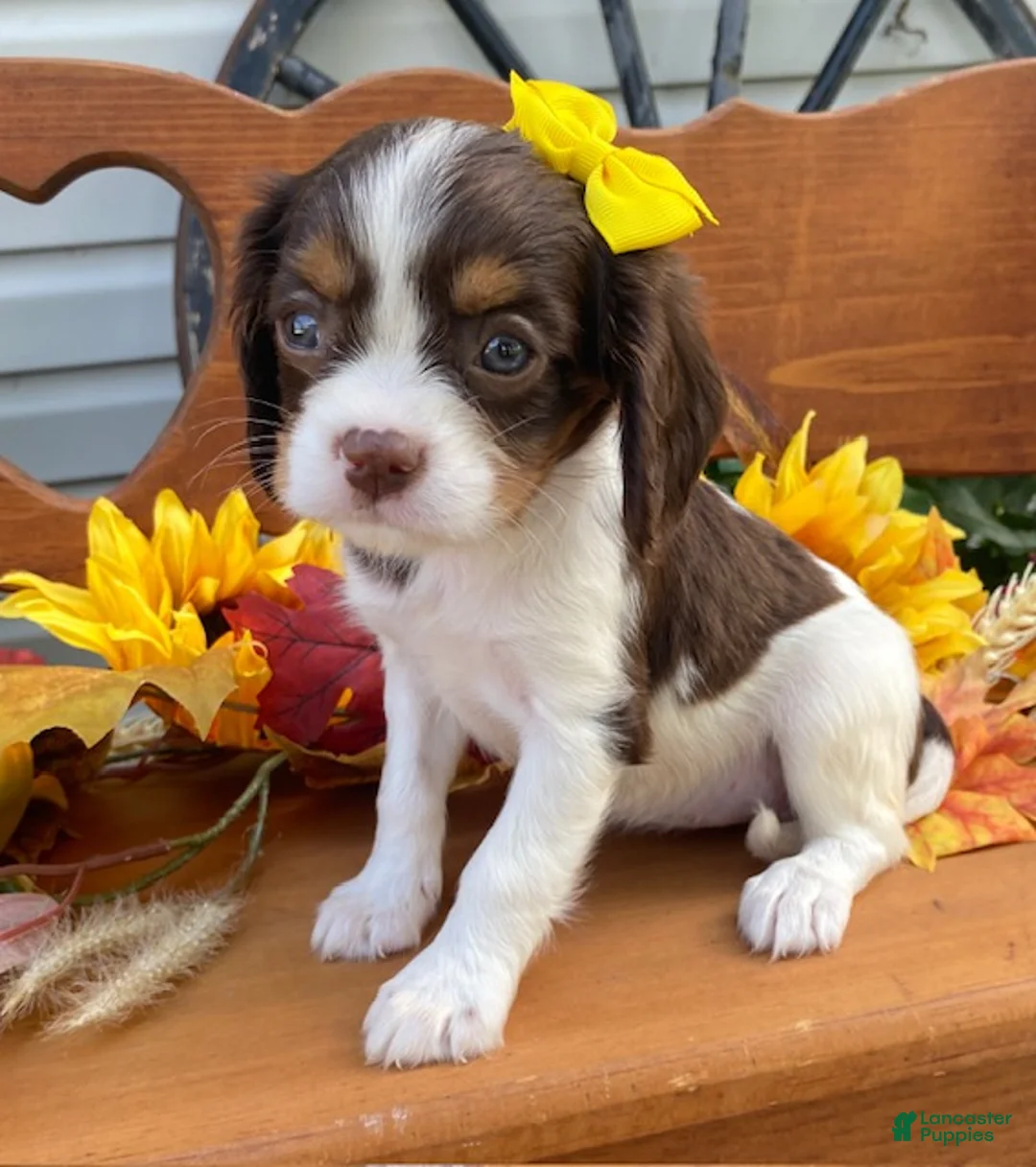 Cavalier King Charles Spaniel dogs for sale: Heidi- chocolate tri - Ad 1