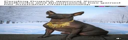 Peruvian Inca Orchid dogs for sale: Peruvian Inca Orchid Puppy 2 - Ad 2
