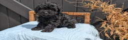 Havapoo dogs for sale: Malia - Ad 3