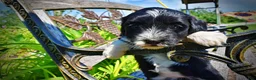 Havapoo dogs for sale: Havapoo Puppy 3 - Ad 7