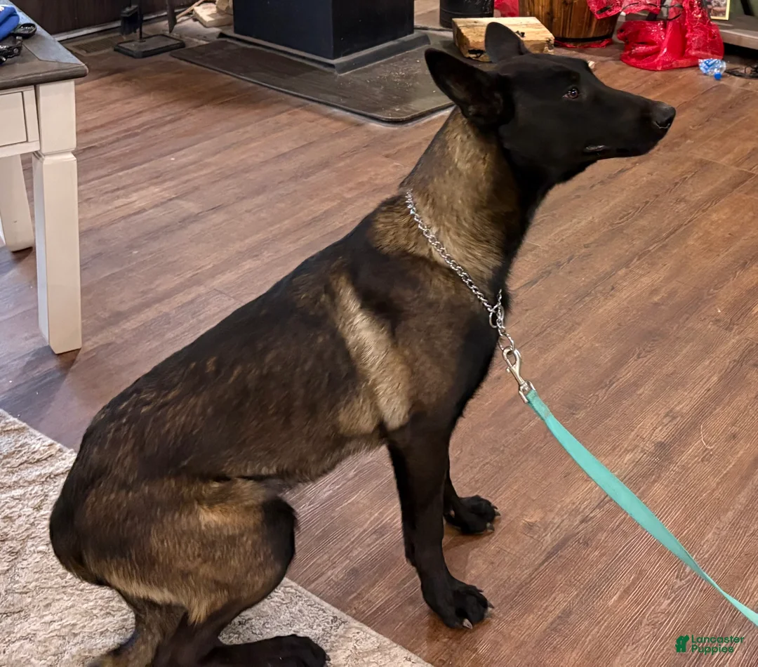 Belgian Malinois dogs for sale: Belgian Malinois Puppy 2 - Ad 6