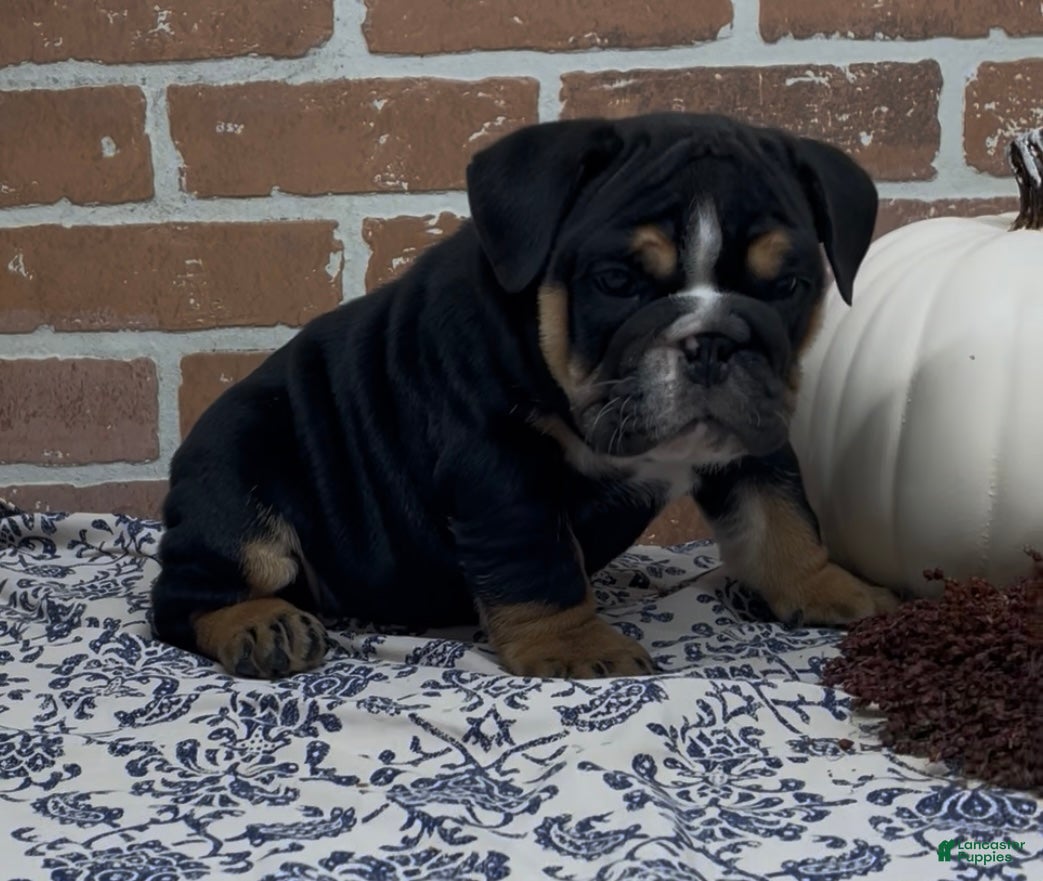 English Bulldog dogs Henry - Ad 2