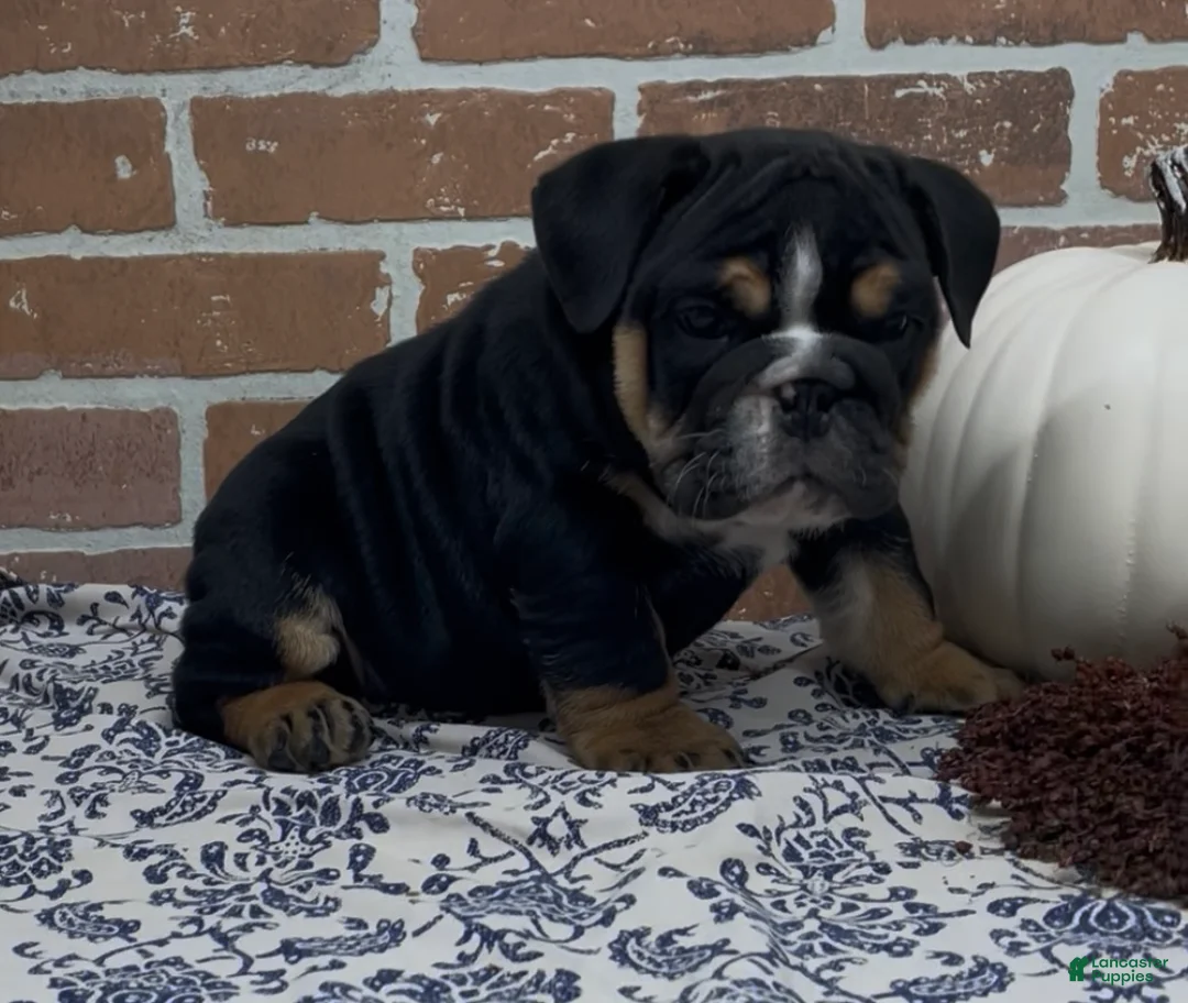 English Bulldog dogs for sale: Henry - Ad 2