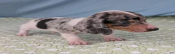 Miniature Dachshund dogs for sale: Terrazzo - Ad 7