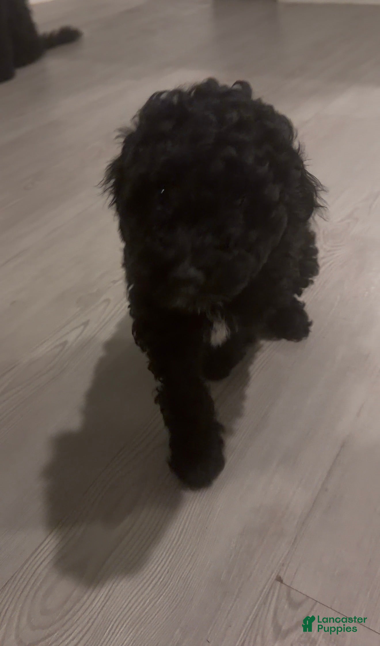 Goldendoodle dogs Cafe - Ad 27