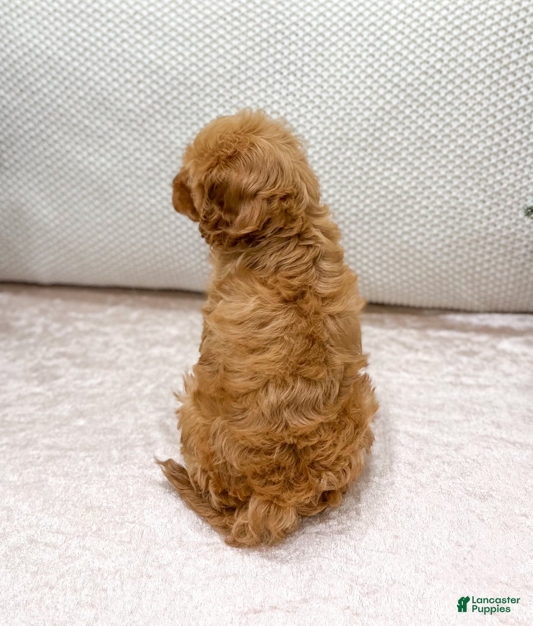 Cavapoo dogs for sale: Oakley - Ad 5