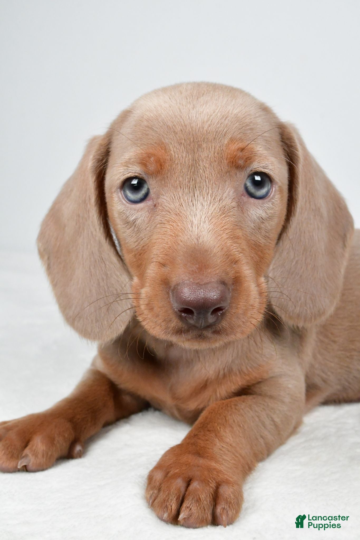 Miniature Dachshund dogs Gunner - Ad 2
