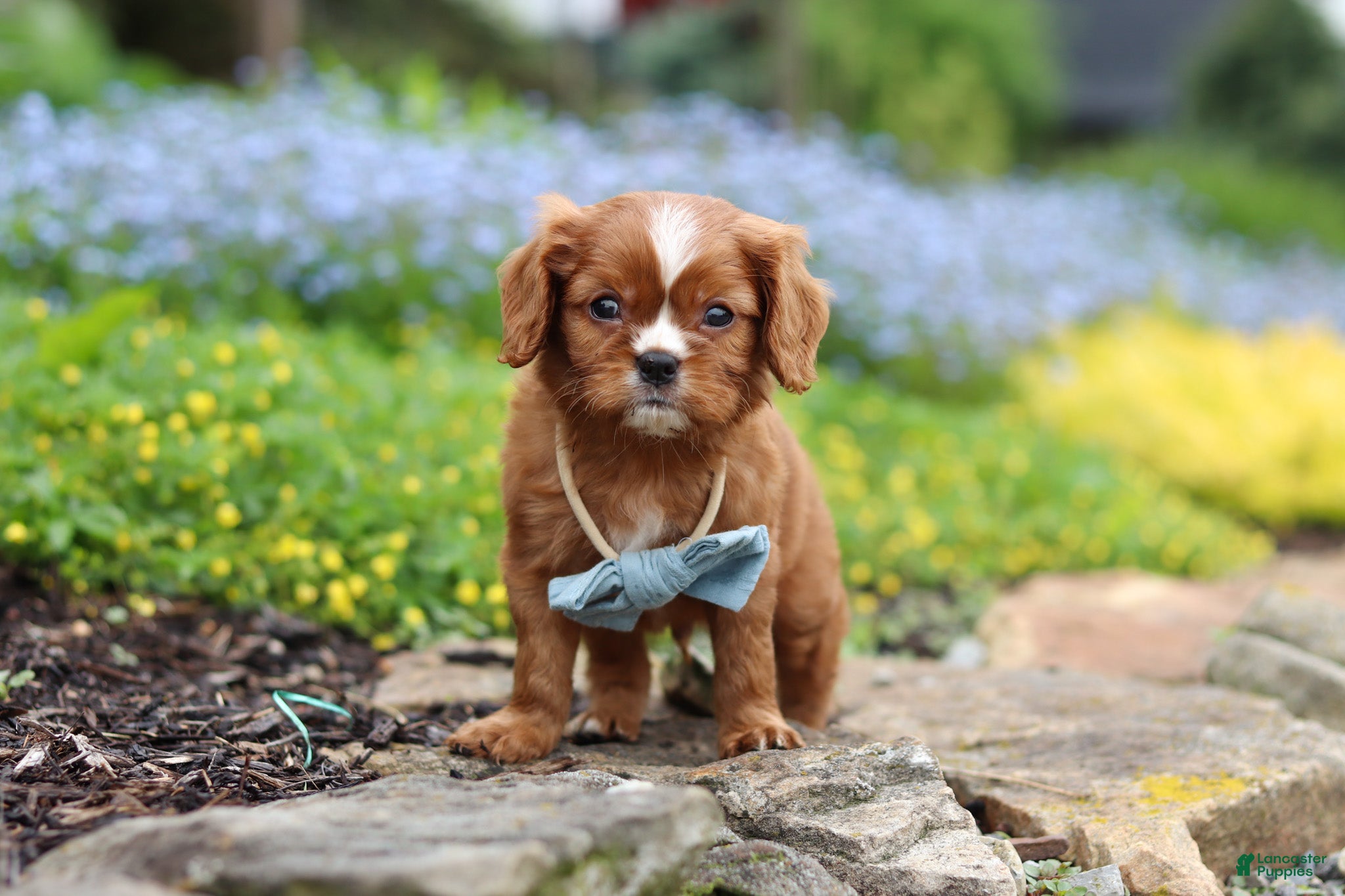 Cavalier King Charles Spaniel dogs Mr. Bentley - Ad 1