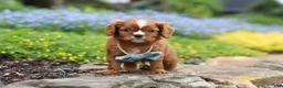 Cavalier King Charles Spaniel dogs for sale: Mr. Bentley - Ad 1
