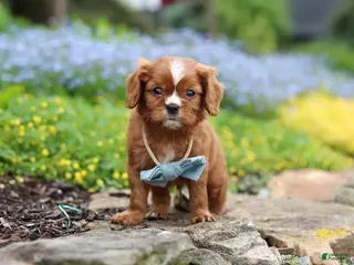 Cavalier King Charles Spaniel dogs for sale: Mr. Bentley - Ad 4