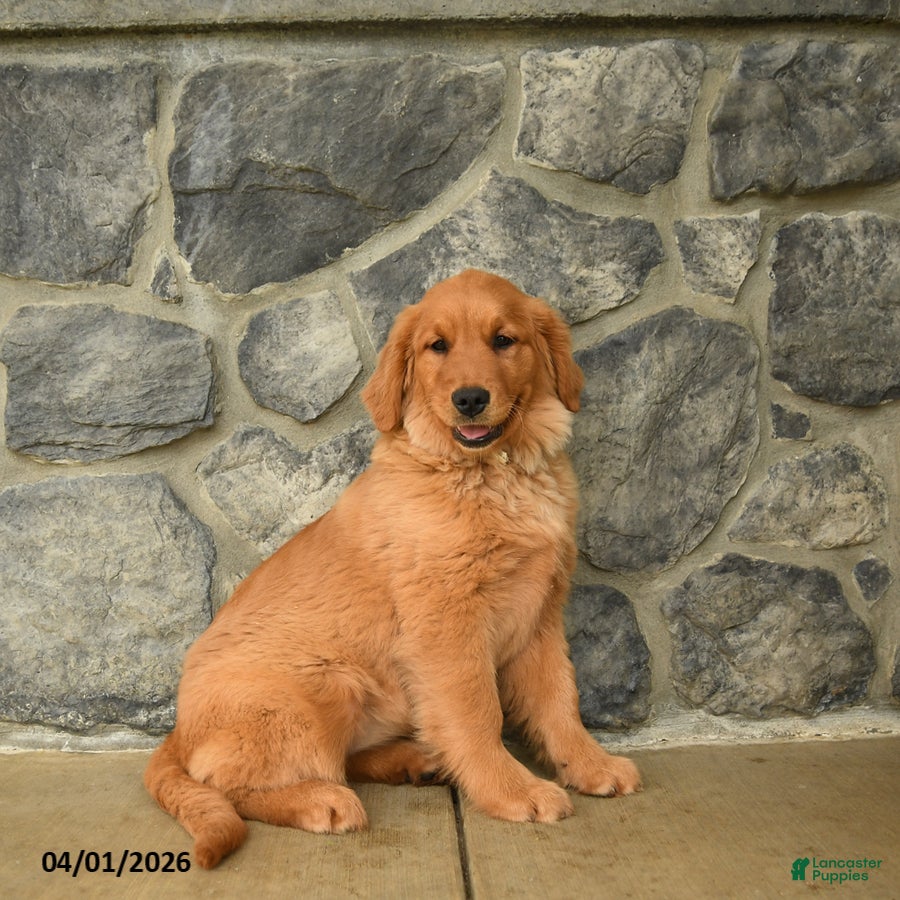 Golden Retriever dogs Jenny - Ad 1