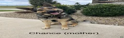 German Shepherd dogs for sale: Knox - Ad 10