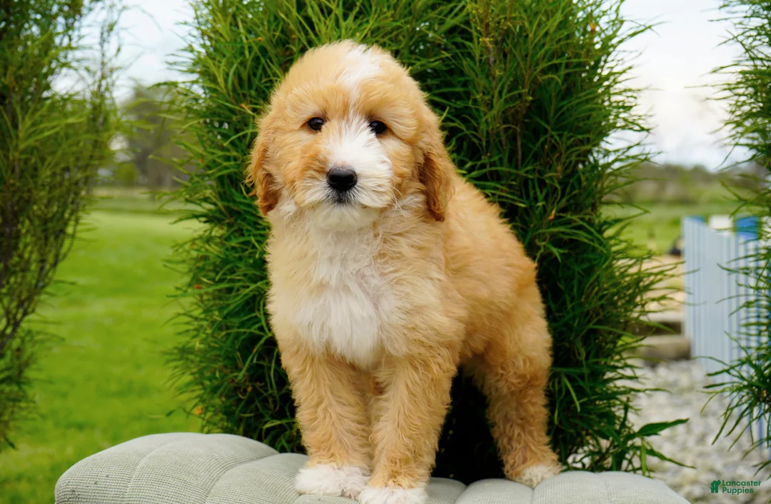 Goldendoodle dogs for sale: Rora Female - Ad 1