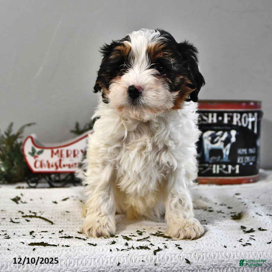 Cavapoo dogs Atlas - Ad 10