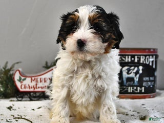 Cavapoo dogs Atlas - Ad 3