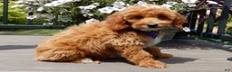 Mini Goldendoodle dogs for sale: Tommy - Ad 7