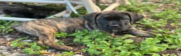 Cane Corso dogs for sale:  Bonnie black brindle - Ad 5