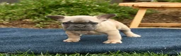 French Bulldog dogs for sale: Flicit - Ad 1