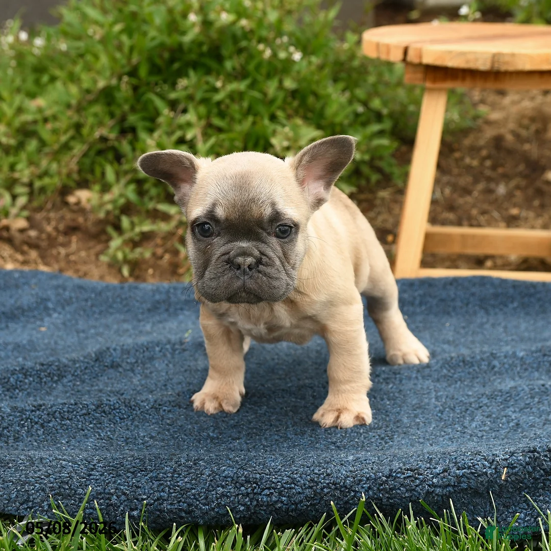 French Bulldog dogs for sale: Flicit - Ad 1