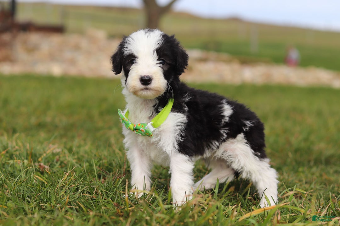 Sheepadoodle dogs for sale: Jingle - Ad 4