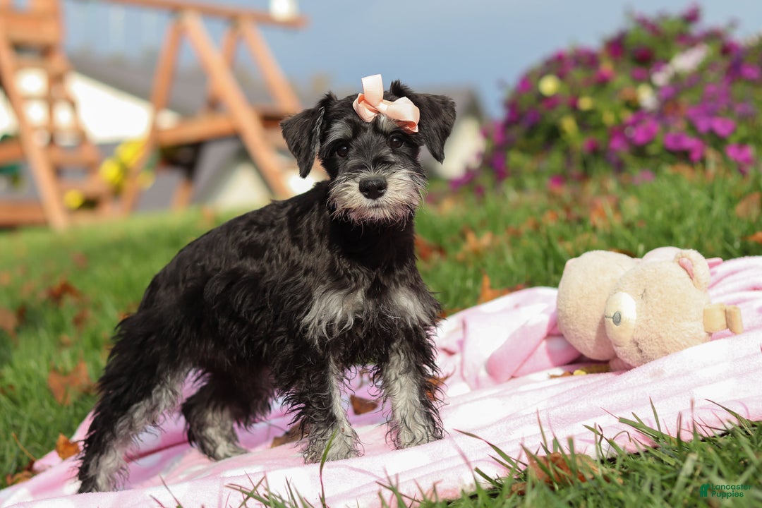 Miniature Schnauzer dogs for sale: Brianna - Ad 6