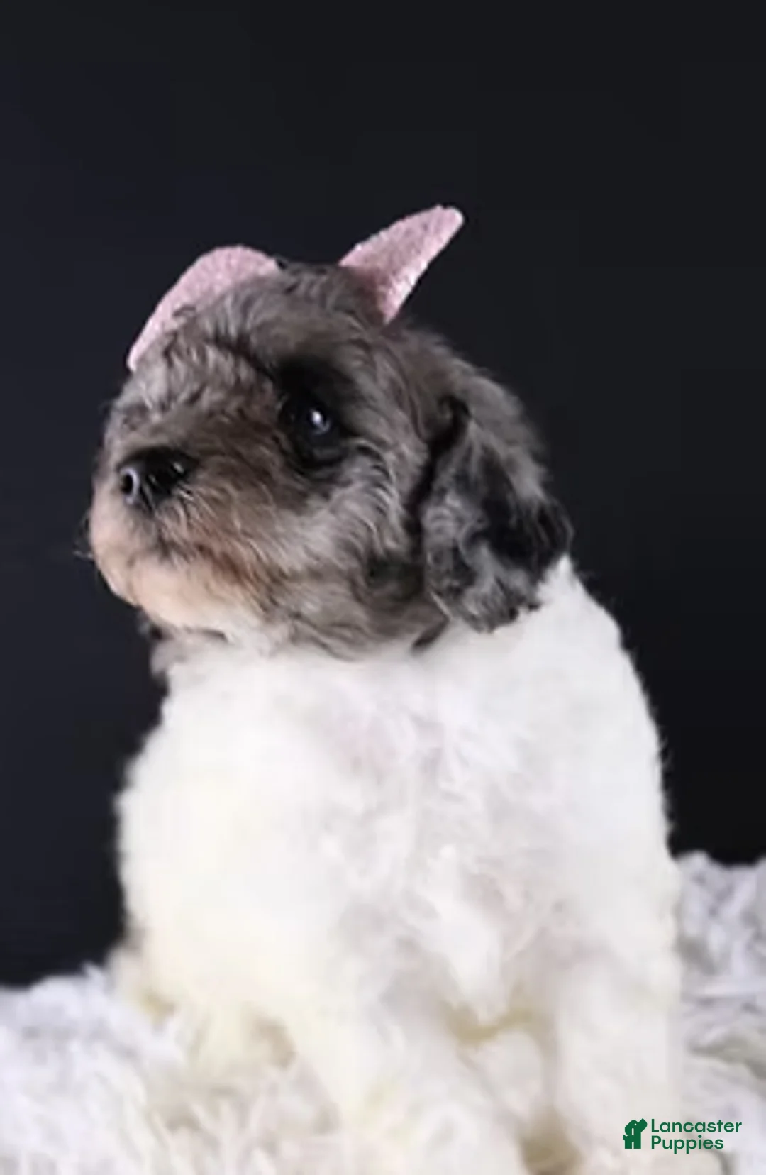 Standard Poodle dogs for sale: Willow - Ad 5