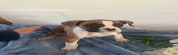 Boxer dogs for sale: Roger - Ad 2