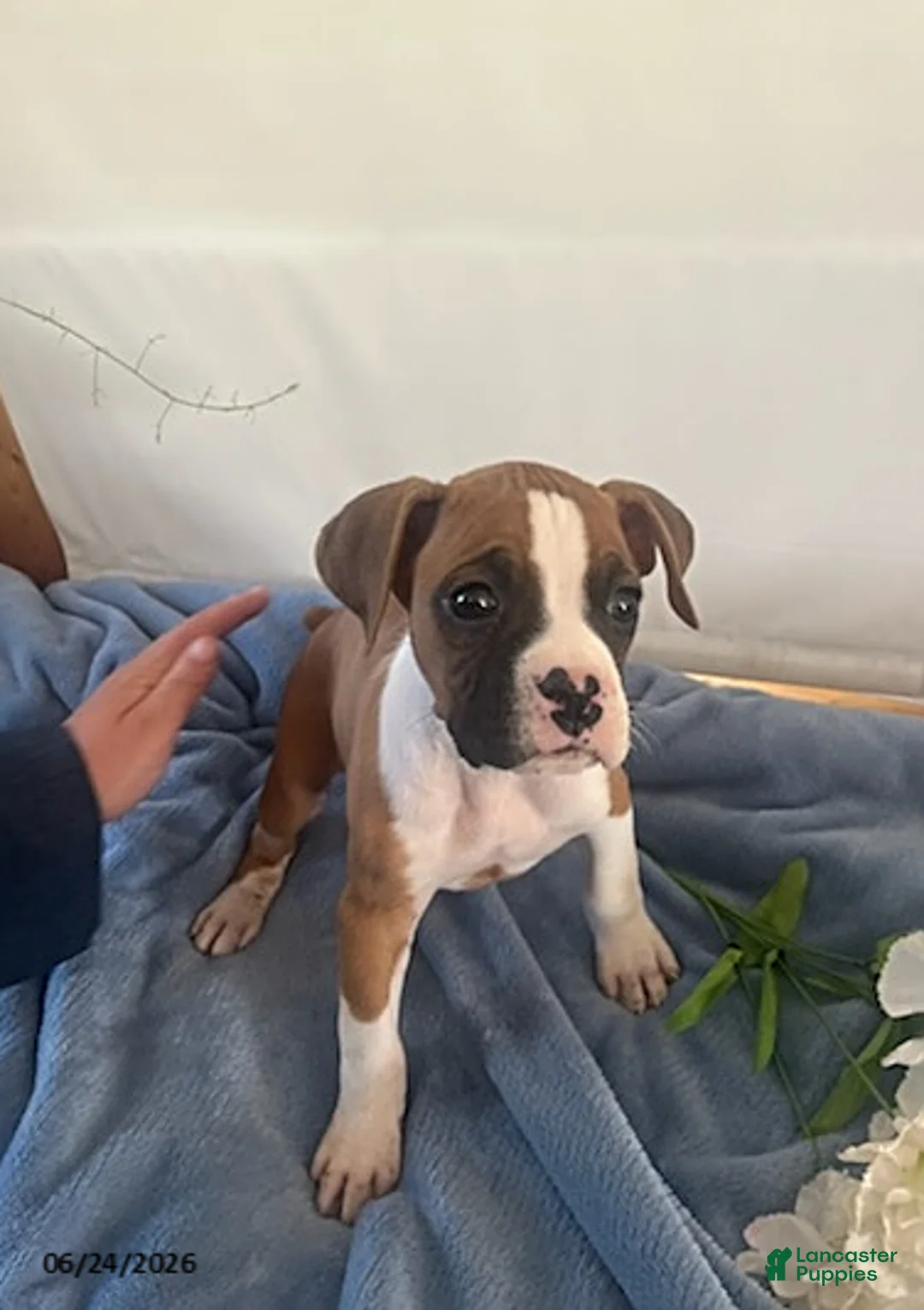 Boxer dogs for sale: Roger - Ad 2