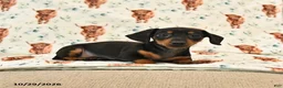 Miniature Dachshund dogs for sale: Trixie - Ad 3