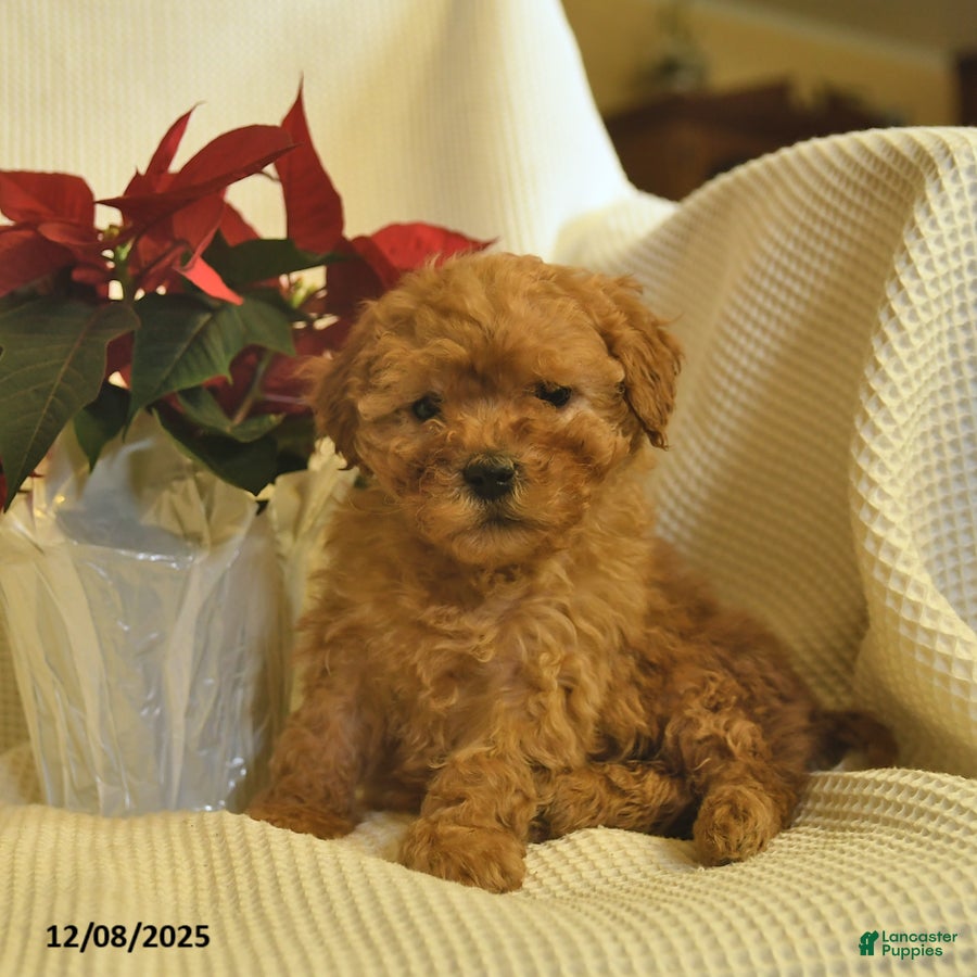 Cavapoo dogs Amber  - Ad 4