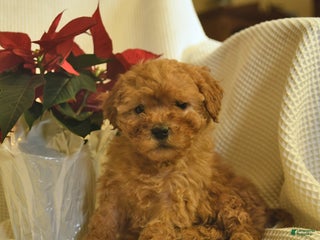 Cavapoo dogs for sale: Amber - Ad 2
