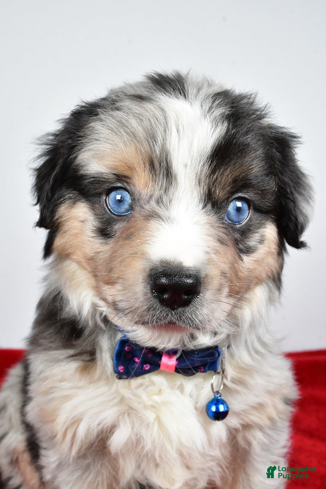 Miniature Australian Shepherd dogs for sale: Willy - Ad 19