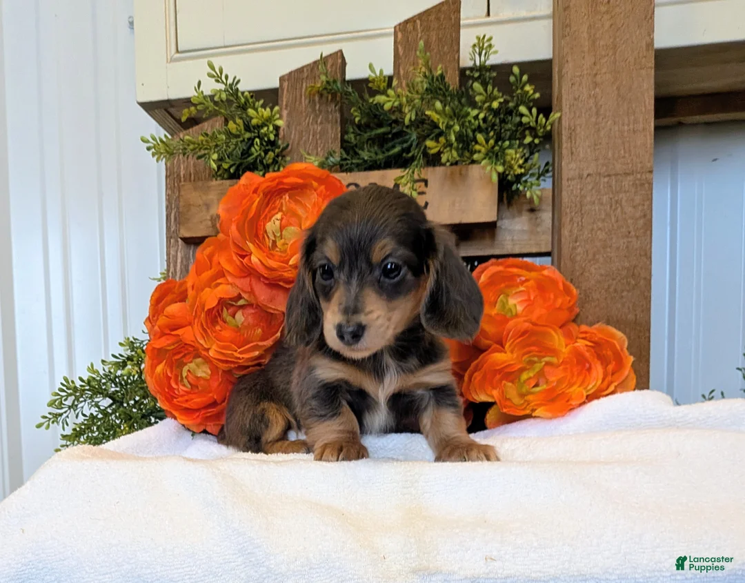 Miniature Dachshund dogs for sale: Miniature Dachshund Puppy 5 - Ad 2
