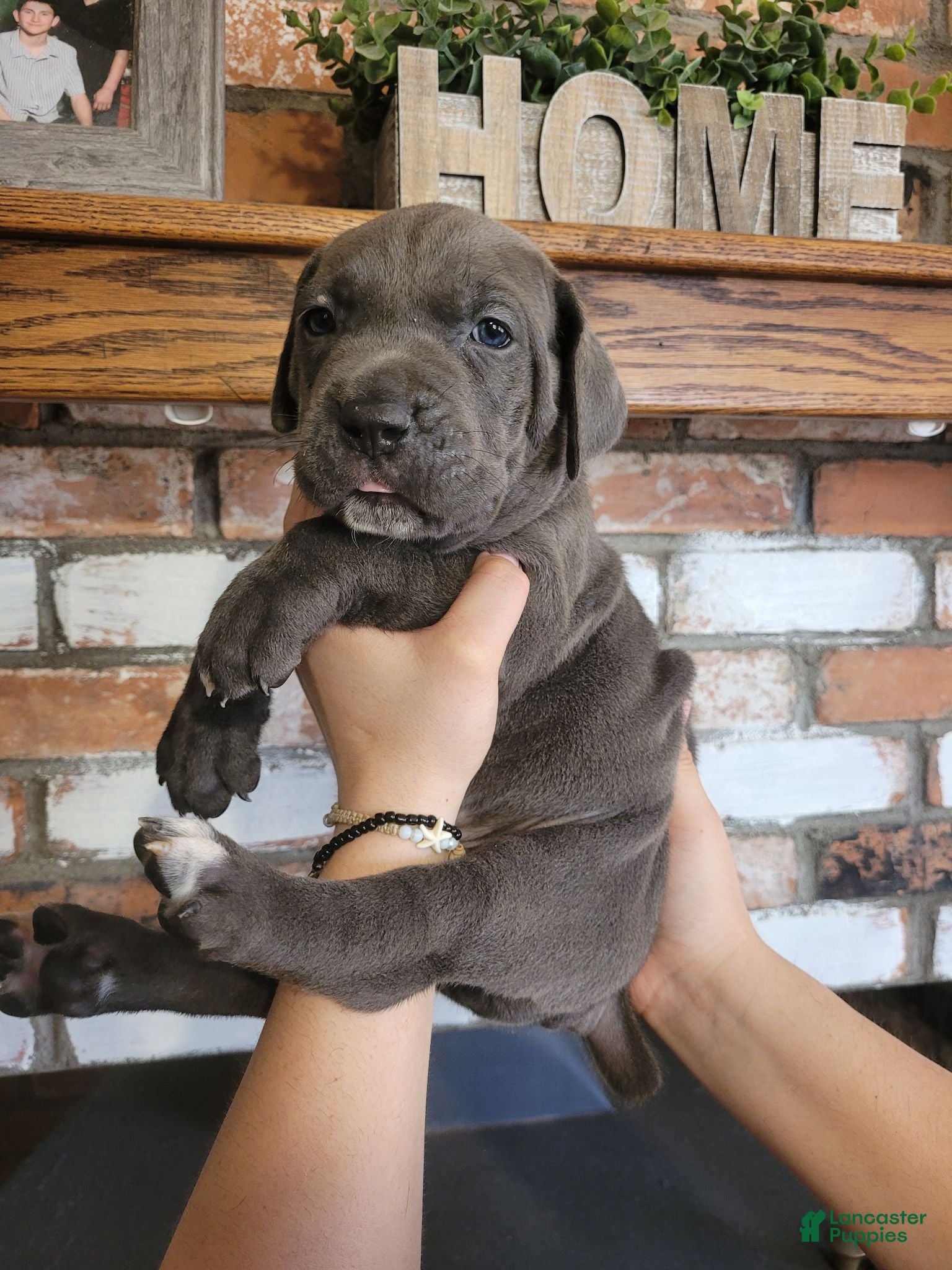 Cane Corso dogs Sirius  - Ad 2