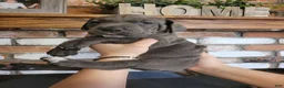 Cane Corso dogs for sale: Sirius  - Ad 2